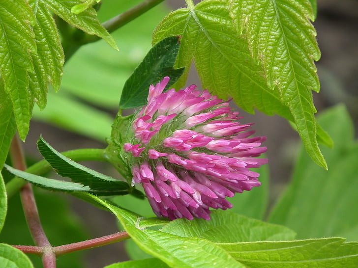 Bloom, Flora, květ, listy, Příroda, závod, list