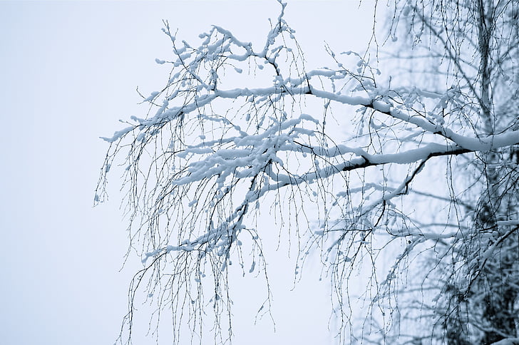 winter, dreamy, white, snow, branches, bent, mist