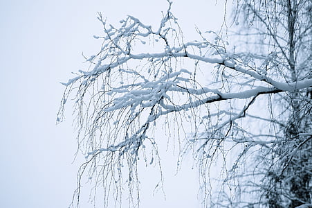 冬, 夢のような, ホワイト, 雪, 枝, 曲がっています。, ミスト