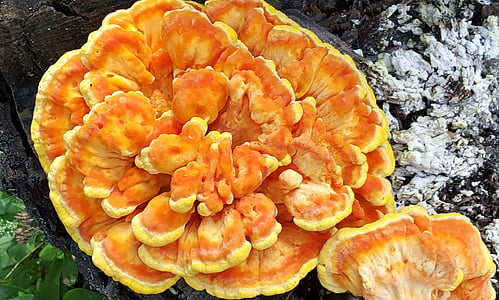 mushroom, edible, laetiporus, orange