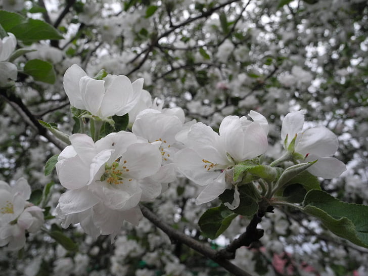 цветя, ябълковото дърво, ябълков цвят, Apple цвете, макрос, бяло