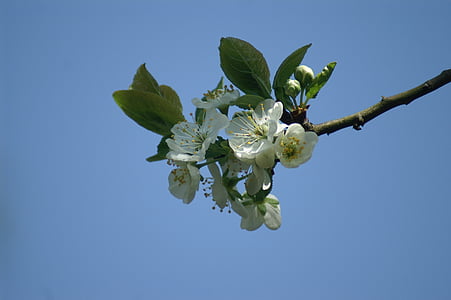 Blossom, trái cây, mận, mùa xuân, Betuwe