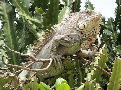 Iguana, reptil, Bonaire, naturaleza, Bestia, Países Bajos Antillas, verde