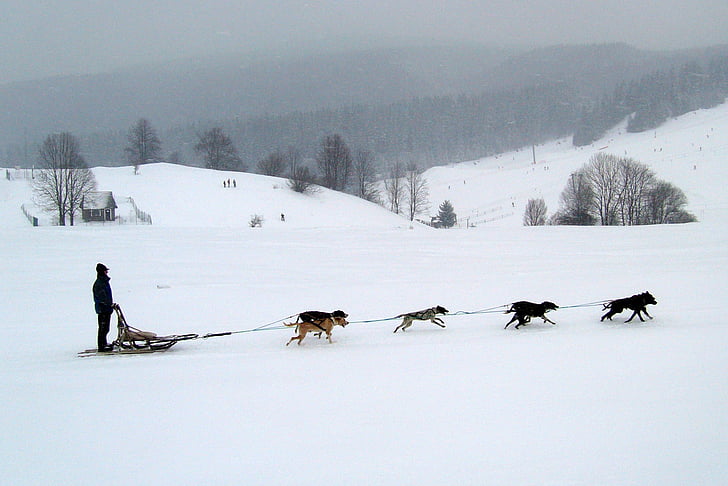 Slovakien, Donovaly, vinter, snö, hundar, hund, släde