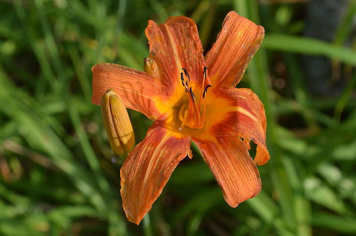 flower, garden, nature, spring, outdoors