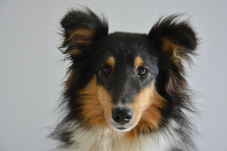 perro pastor de Shetland, Retrato, tricolor, animal doméstico, cabeza, animal, perro