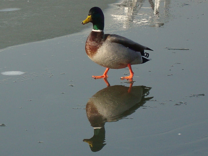Duck, vann fugl, Vinter, refleksjon, dyr