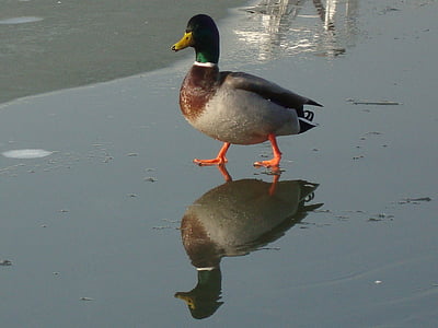 pato, pájaro del agua, invierno, reflexión, animal