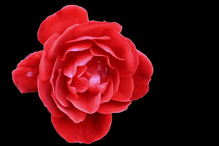 rose, red, red rose, blossom, bloom, black background