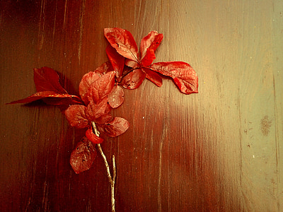 blade, rød, efterår, røde blade, træ, efterår blade, rød Ahornblade
