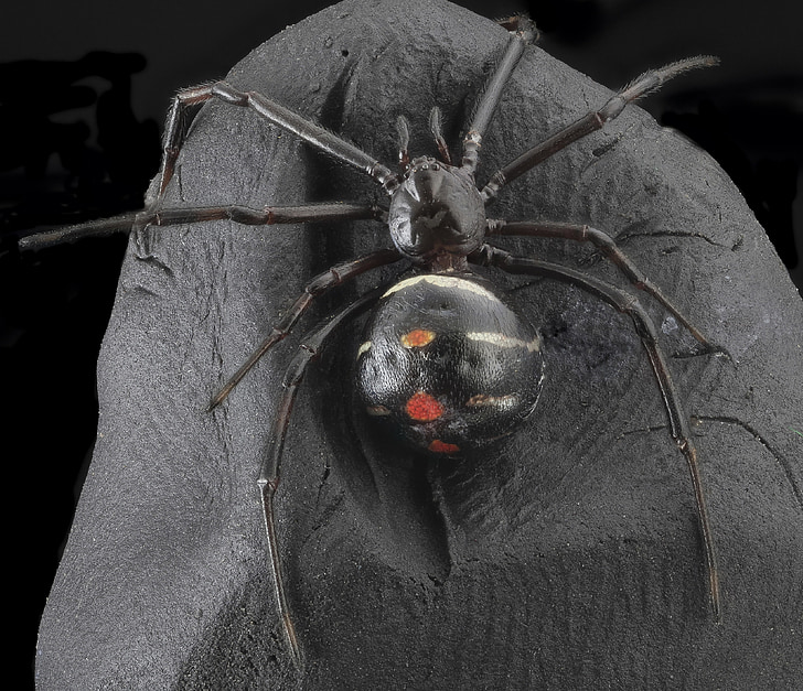павук Чорна Вдова, павукоподібних, макрос, отруйні, страшно, Природа, отруйні
