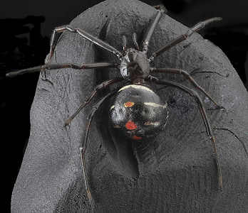 sort enke edderkopp, arachnid, makro, giftige, skummelt, natur, giftigste