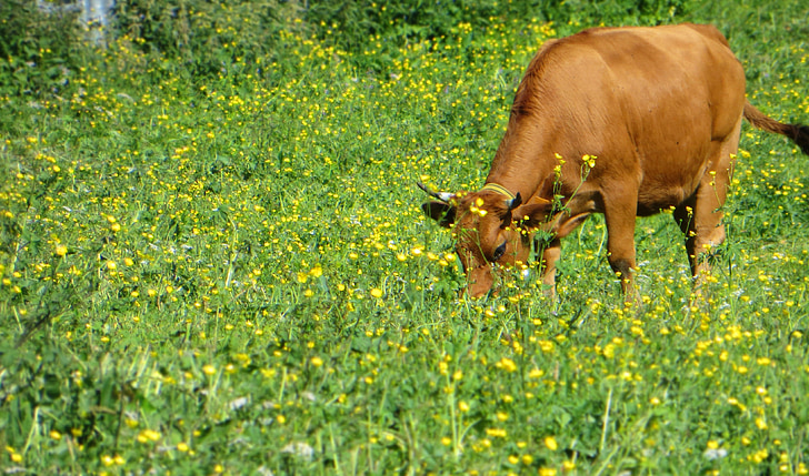 крава, едър рогат добитък, tarine, животни, животните, поле, пасища