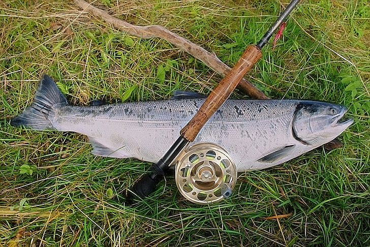 salmão, haste, carretel, Alasca, pesca, peixe, Rio