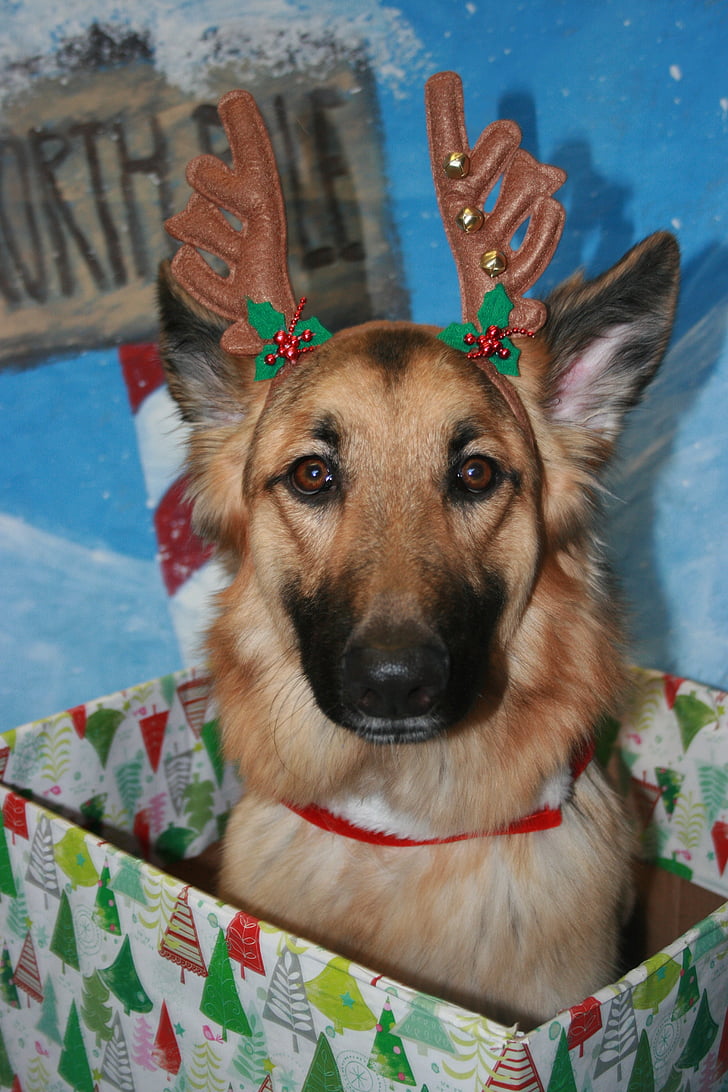 Saksa lambakoer, jõulud, koer, looma, PET, Nunnu, koerte