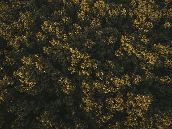 Luchtfoto, bos, groen, hoge hoek schoot, bomen, volledige frame, geen mensen