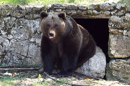 brun bjørn, Bjørn, dyr, skov, Grizzly, pattedyr, natur