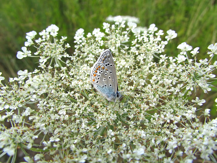 papillon, hauhächel bleu, insecte, animaux, nature