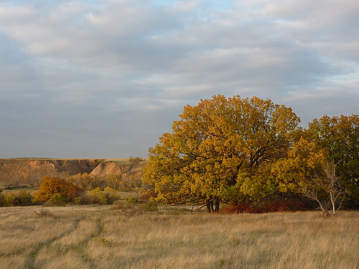 natur, efterår, Irina, steppe, eg, Volgograd oblast, Rødhåret