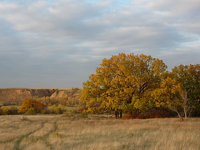 naturen, hösten, Irina, stäppen, Oak, Volgograd oblast, rödhårig