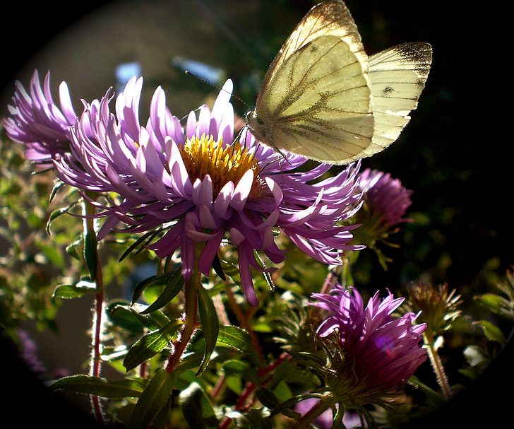 Aster, pillangó, rovar, ősz, virágok, gonepteryx rhamni, kert
