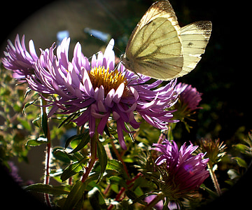 애 스 터, 나비, 곤충, 가, 꽃, gonepteryx rhamni, 정원