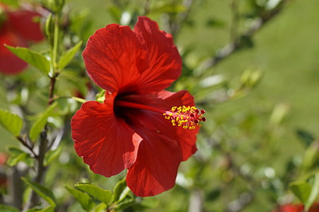 hibiscus, red, blossom, bloom, flower, mallow, malvaceae