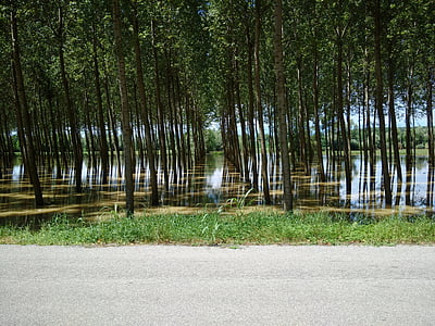 inundació, l'aigua, riu, natura, arbre, bosc, a l'exterior