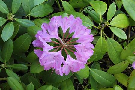 Rhododendron, kukka, terälehti, kukka, Luonto, Blossom, kasvi