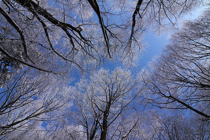 fák, téli, hó, kék ég, ágak, hideg, csupasz fa