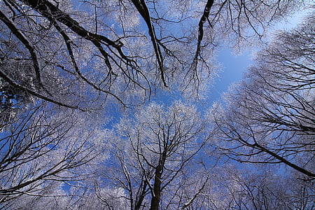 trees, winter, snow, blue sky, branches, cold, bare tree