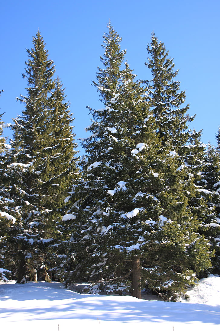 FIR, Mountain, Pine, snöig, soligt, träd, vinter