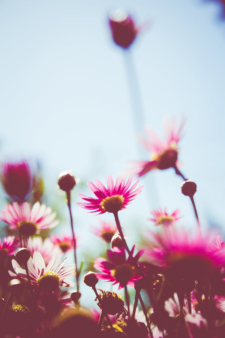 flowers, pink, pink flowers, nature, floral, summer, color