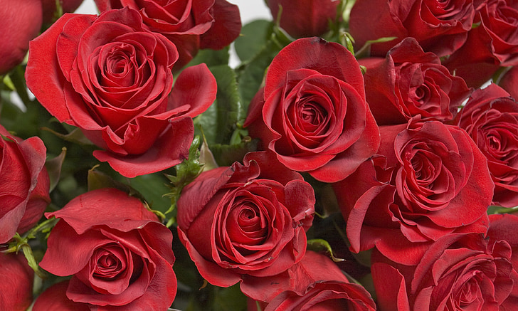vrtnice, Rose, rdeča, rdečo vrtnico, cvetje, Rose - cvet, ljubezen