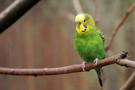 Laulupapukaja, lind, papagoi, loomade, eluslooduse fotograafia, ziervogel, Feather