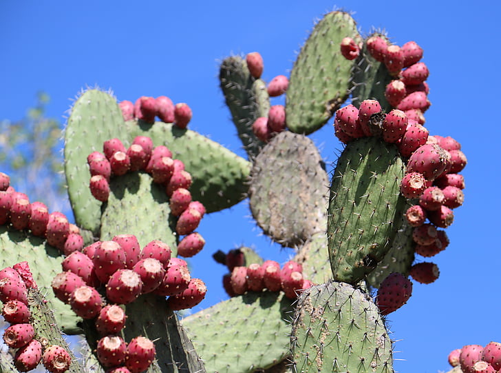 Cactus, Nopal, taggig, päron, öken, naturliga, Mexico