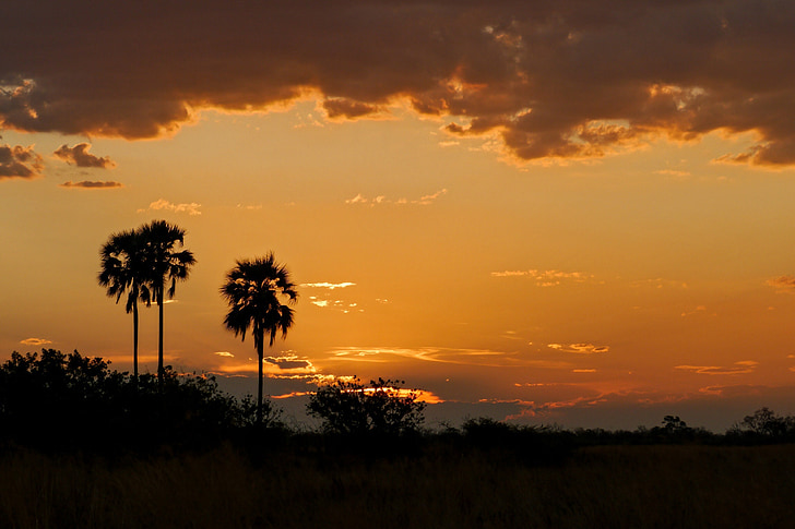 пальмові дерева, Захід сонця, сафарі, Африка, стадо, Ботсвана, краєвид