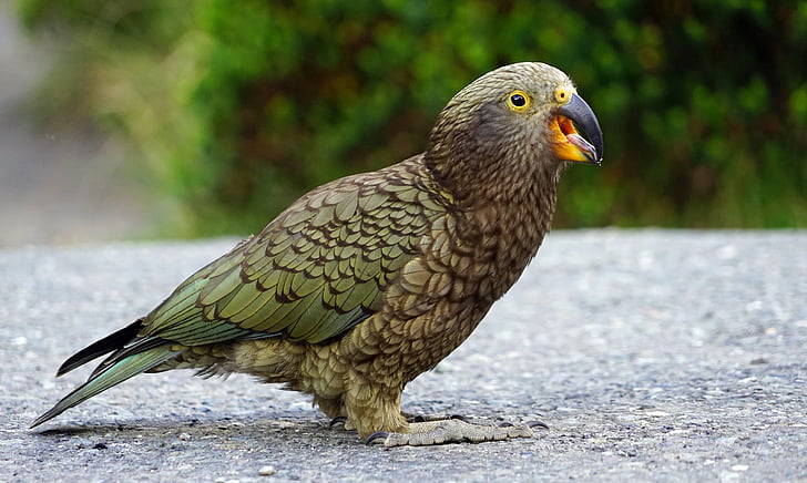 Kea, Mountain papegoja, fräcka, Nya Zeeland, höglandet, papegoja, fågel