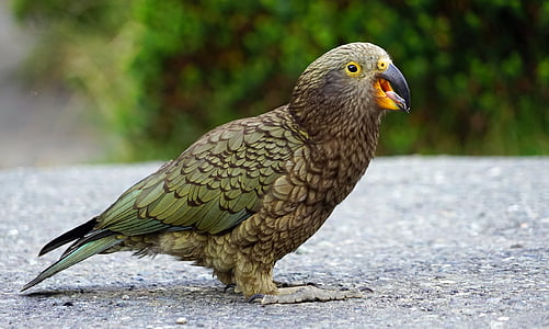 Kea, hegyi papagáj, pimasz, Új-Zéland, felvidék, papagáj, madár