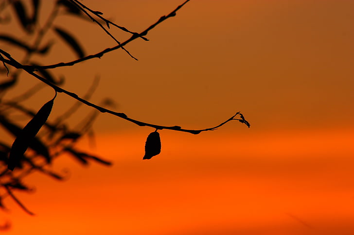 tree, branch, sky, Silhouette, Lights, Sunrise, Evening
