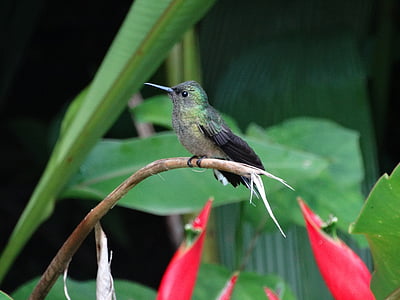 Hummingbird, bunga, tropis, burung, alam, hijau, bersenandung