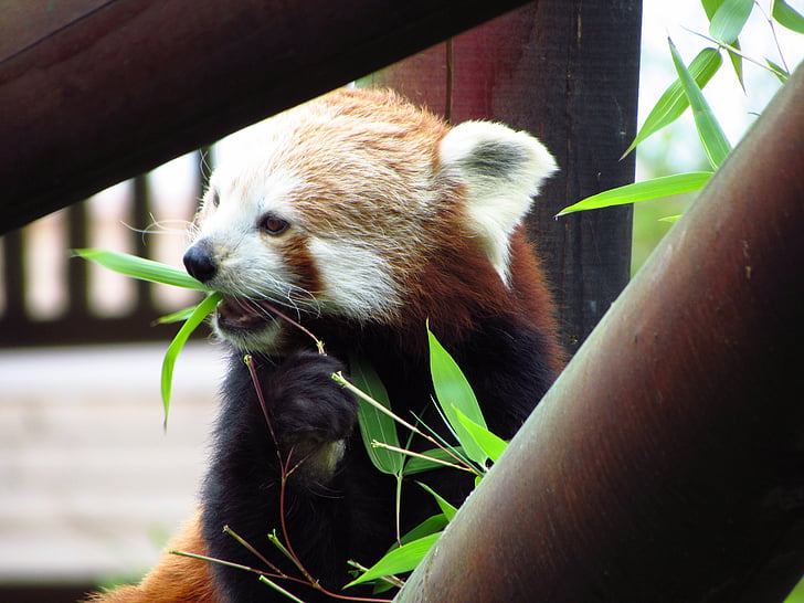 rød, Panda, rød panda, spise, sitter, dyr, dyreliv
