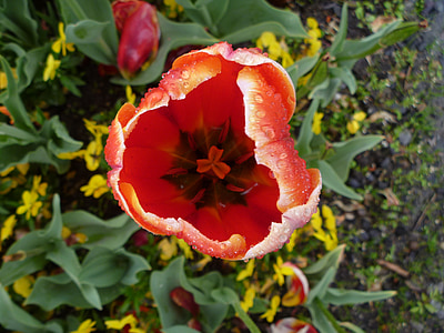 Tulipa, flor, Suíça, Luzern, vermelho, estames, orvalho