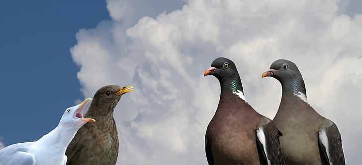 dove, blackbird, seagull, bird, image overlay, animal, nature