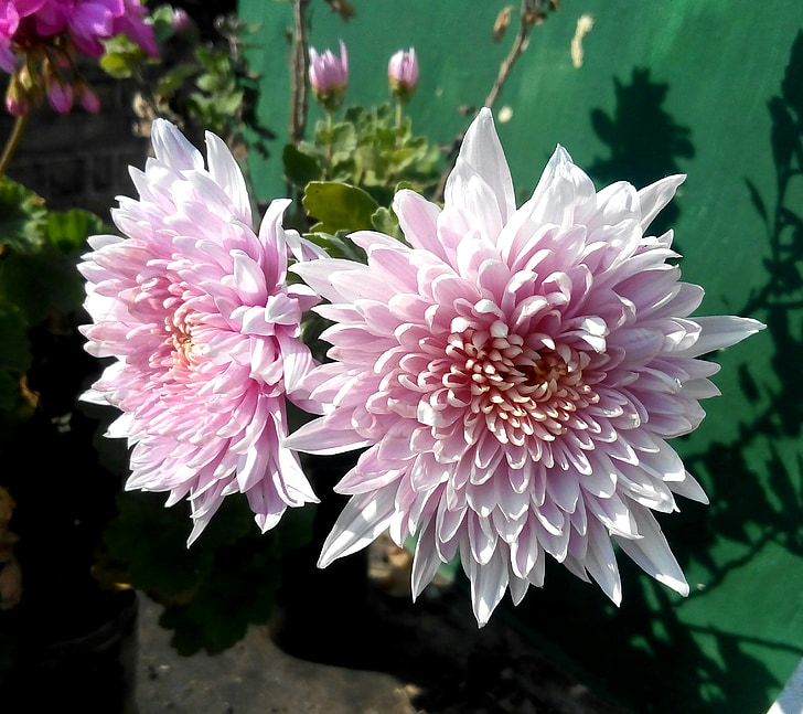 chrysthanemum, flowers, floral