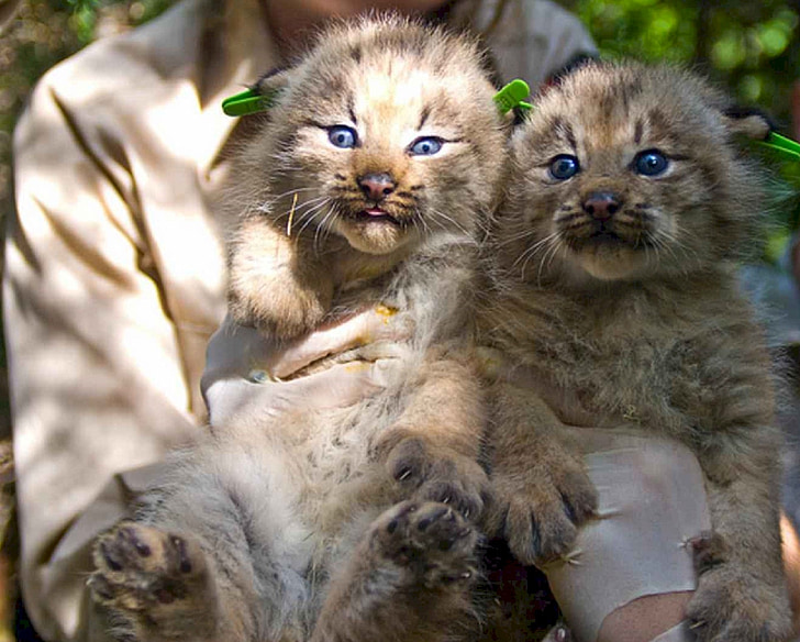 koťata, kočkovité šelmy, Lynx, Kanada, kočky, Domácí zvířata, Kitty