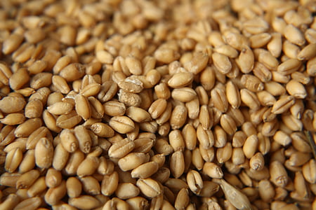 sementes, nutrição, das culturas, grão, seca, saudável, agricultura
