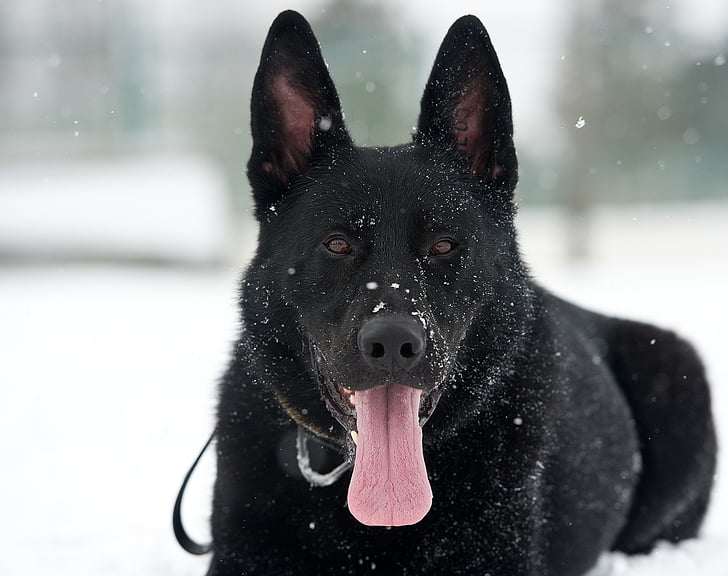 собака, Німецька вівчарка, сніг, пластівці, собак, портрет, Симпатичний