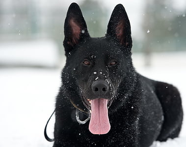 狗, 德国牧羊犬, 雪, 雪花, 犬, 肖像, 可爱