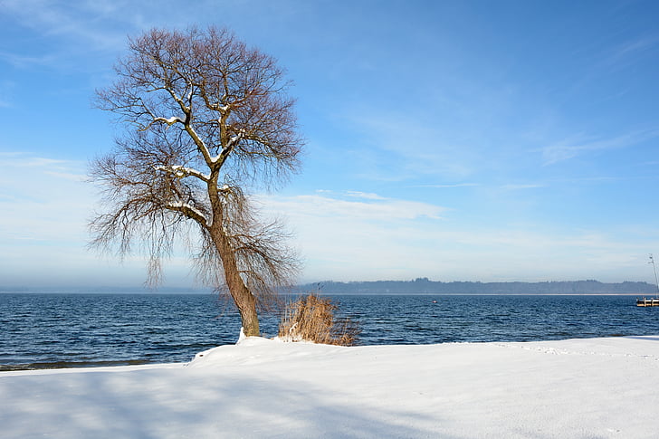 winter, snow, lake, waters, tree, branches, individually